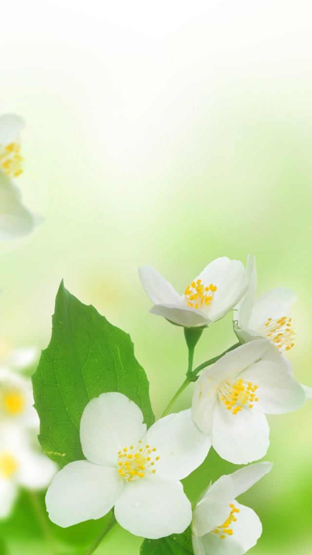 Jasmine delicate flower wallpaper 640x1136
