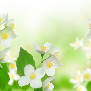 Kostenloses Jasmine delicate flower Wallpaper für 208x208