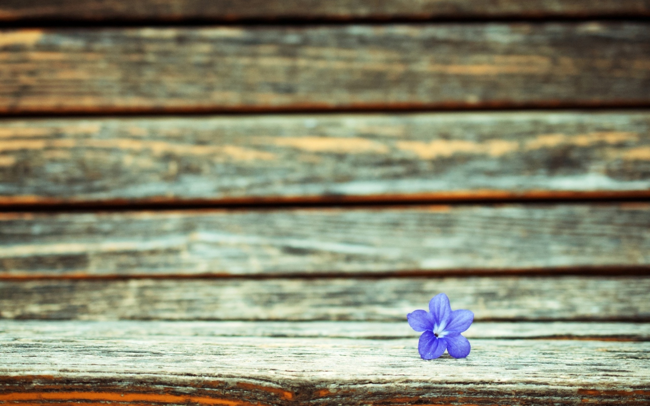 Обои Little Blue Flower On Wooden Bench 1280x800