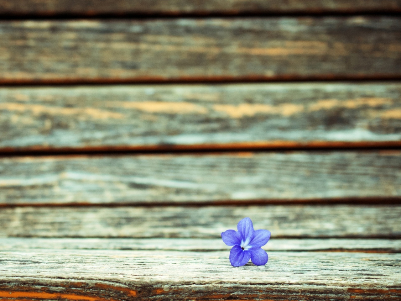 Sfondi Little Blue Flower On Wooden Bench 1280x960