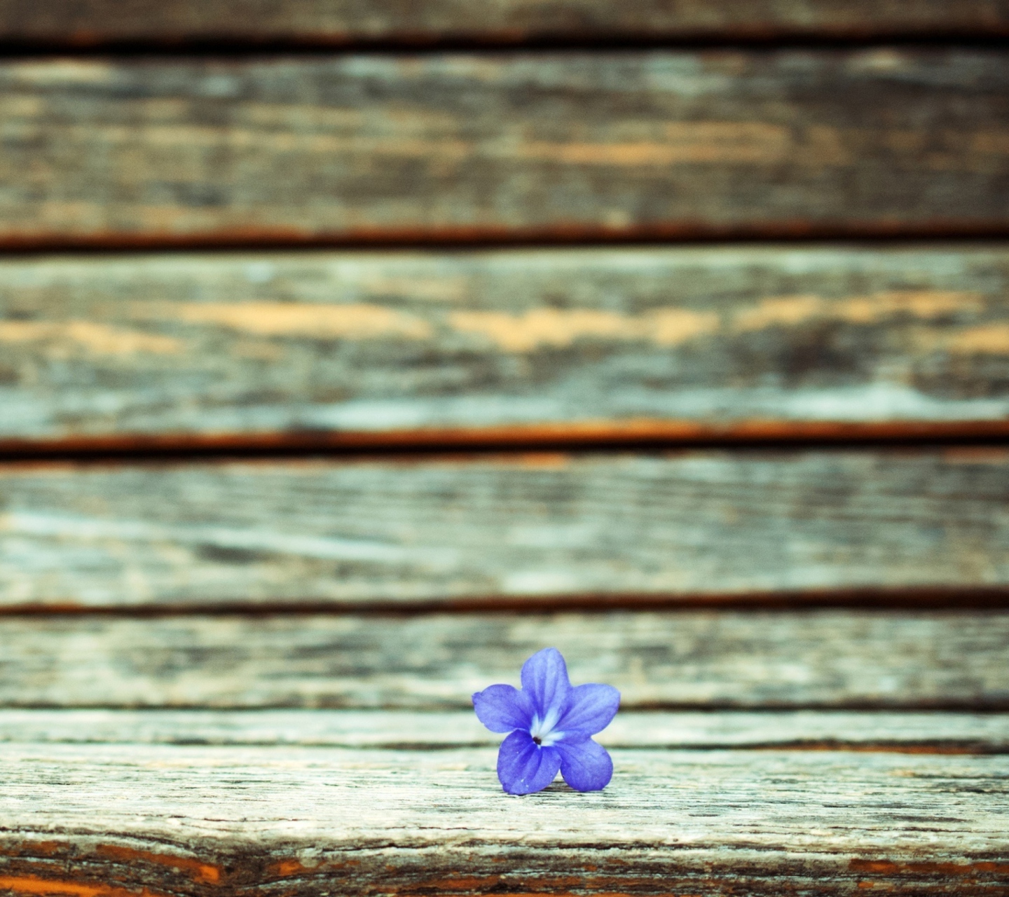 Обои Little Blue Flower On Wooden Bench 1440x1280