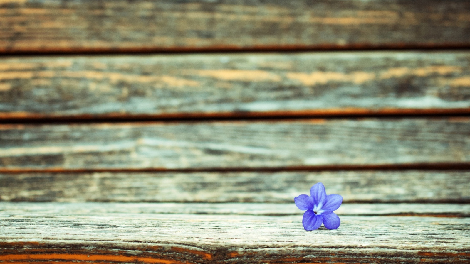 Обои Little Blue Flower On Wooden Bench 1600x900