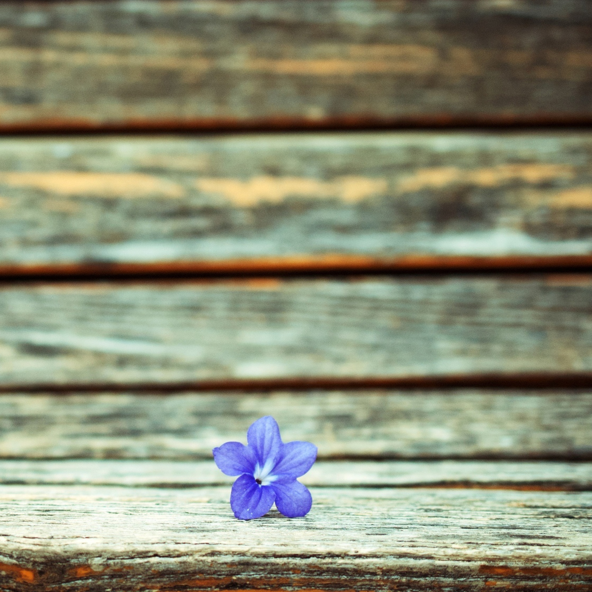Sfondi Little Blue Flower On Wooden Bench 2048x2048