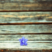 Das Little Blue Flower On Wooden Bench Wallpaper 208x208