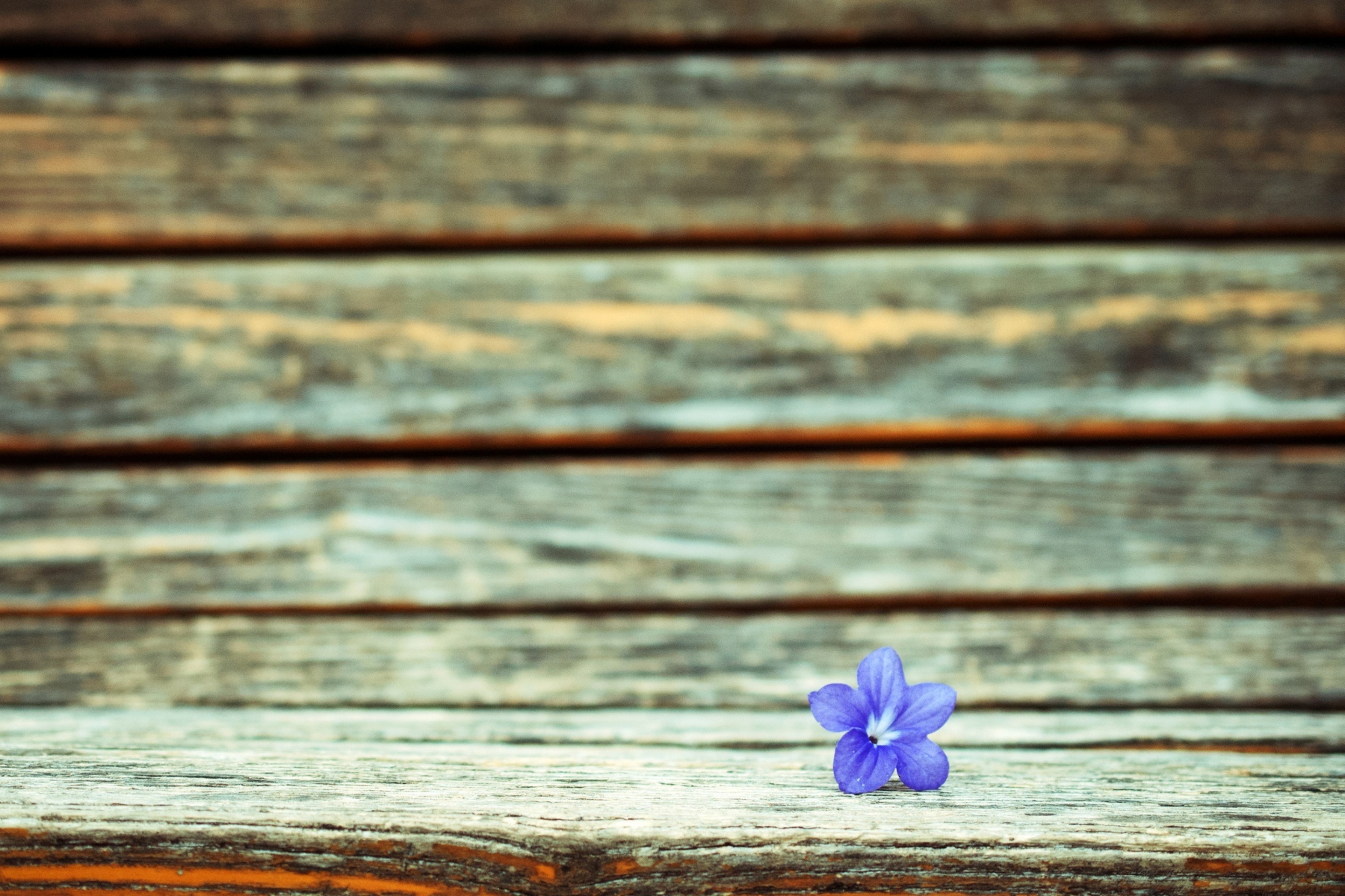 Sfondi Little Blue Flower On Wooden Bench 2880x1920