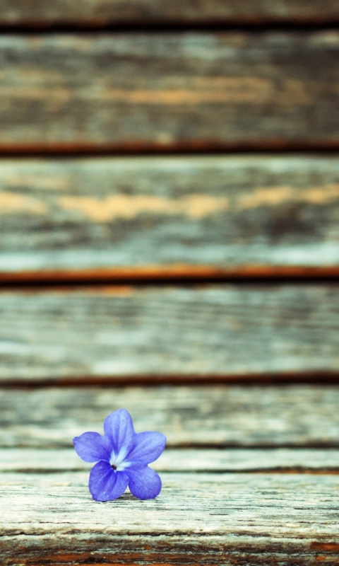 Обои Little Blue Flower On Wooden Bench 480x800
