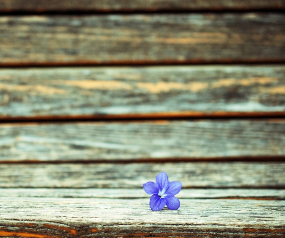 Обои Little Blue Flower On Wooden Bench 960x800