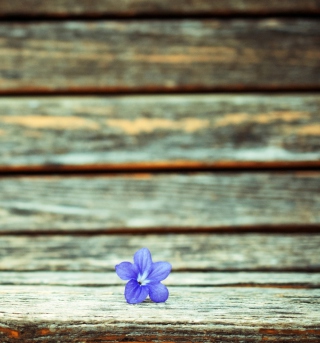 Обои Little Blue Flower On Wooden Bench для телефона и на рабочий стол iPad 2