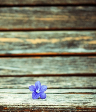 Little Blue Flower On Wooden Bench sfondi gratuiti per 768x1280