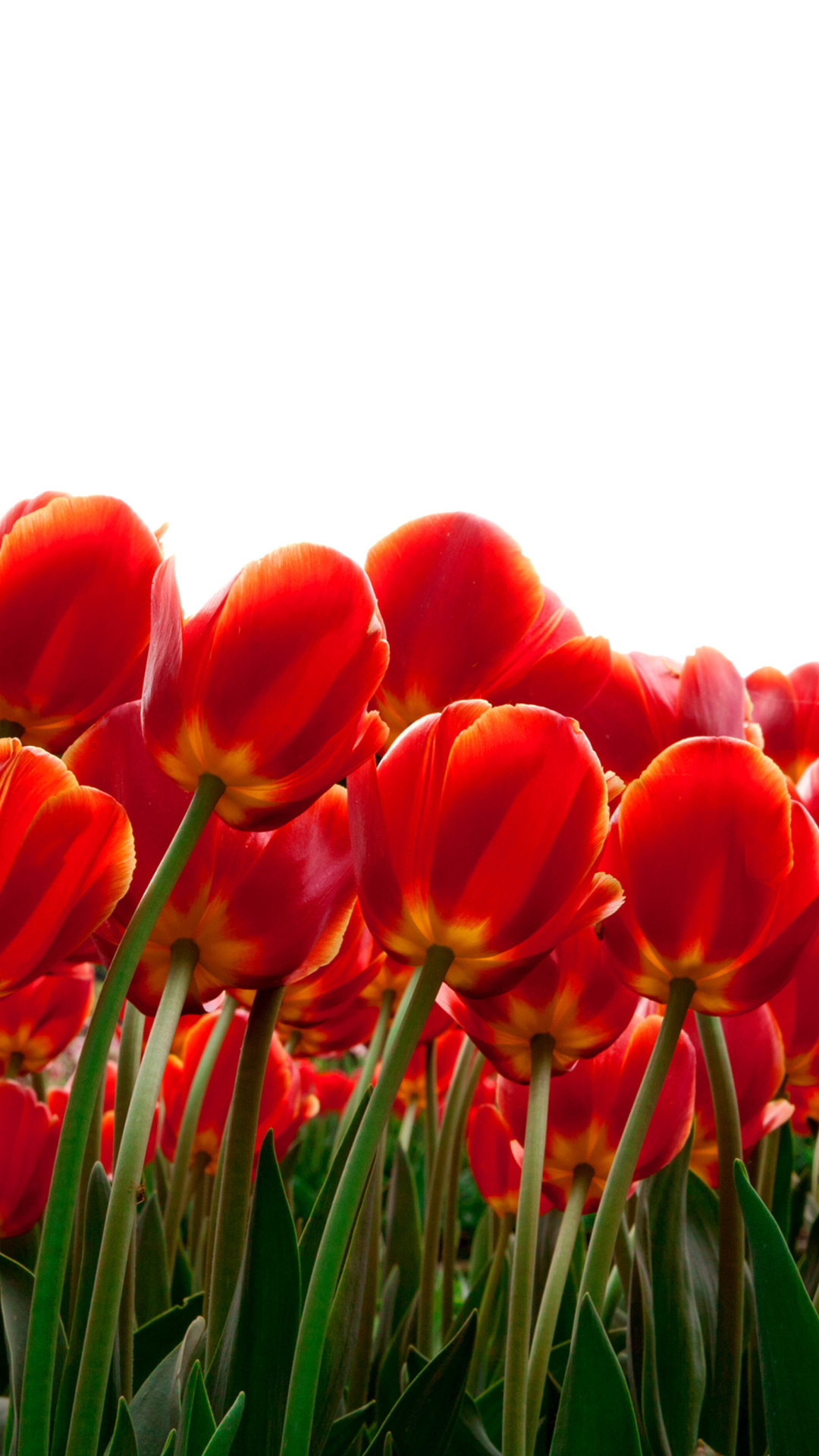 Обои Red Tulips 1080x1920