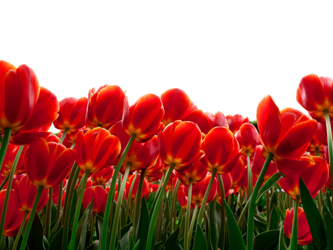 Screenshot №1 pro téma Red Tulips 1152x864