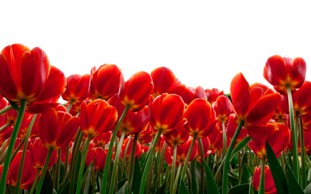 Red Tulips wallpaper 1280x800