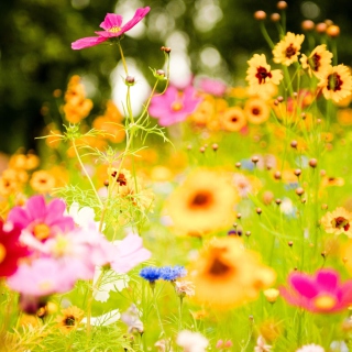 Beautiful Flowers Picture for Samsung Breeze B209