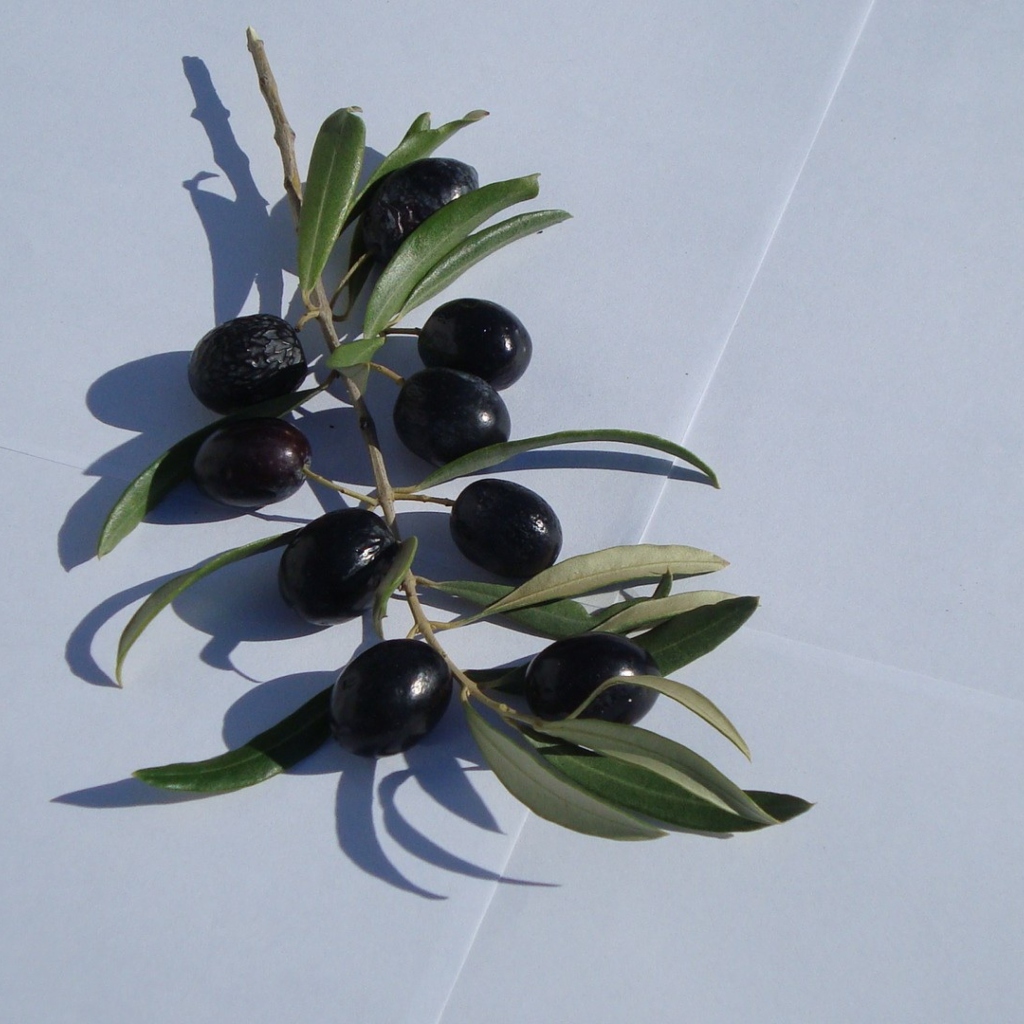 Sfondi Olive Branch With Olives 1024x1024