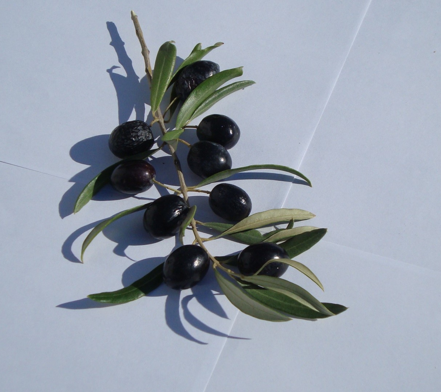 Das Olive Branch With Olives Wallpaper 1440x1280