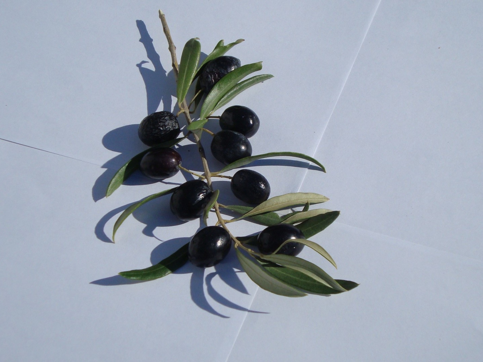 Sfondi Olive Branch With Olives 1600x1200