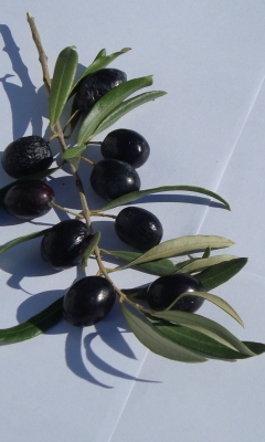 Das Olive Branch With Olives Wallpaper 240x400