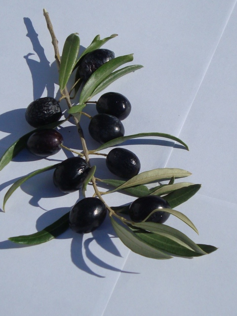 Screenshot №1 pro téma Olive Branch With Olives 480x640