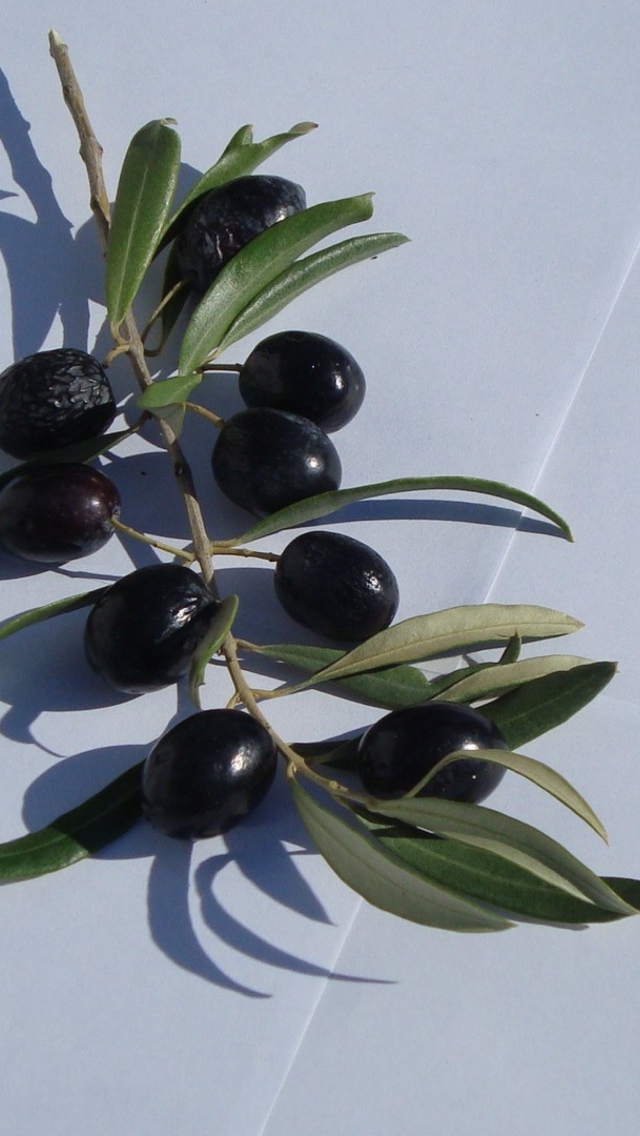 Sfondi Olive Branch With Olives 640x1136