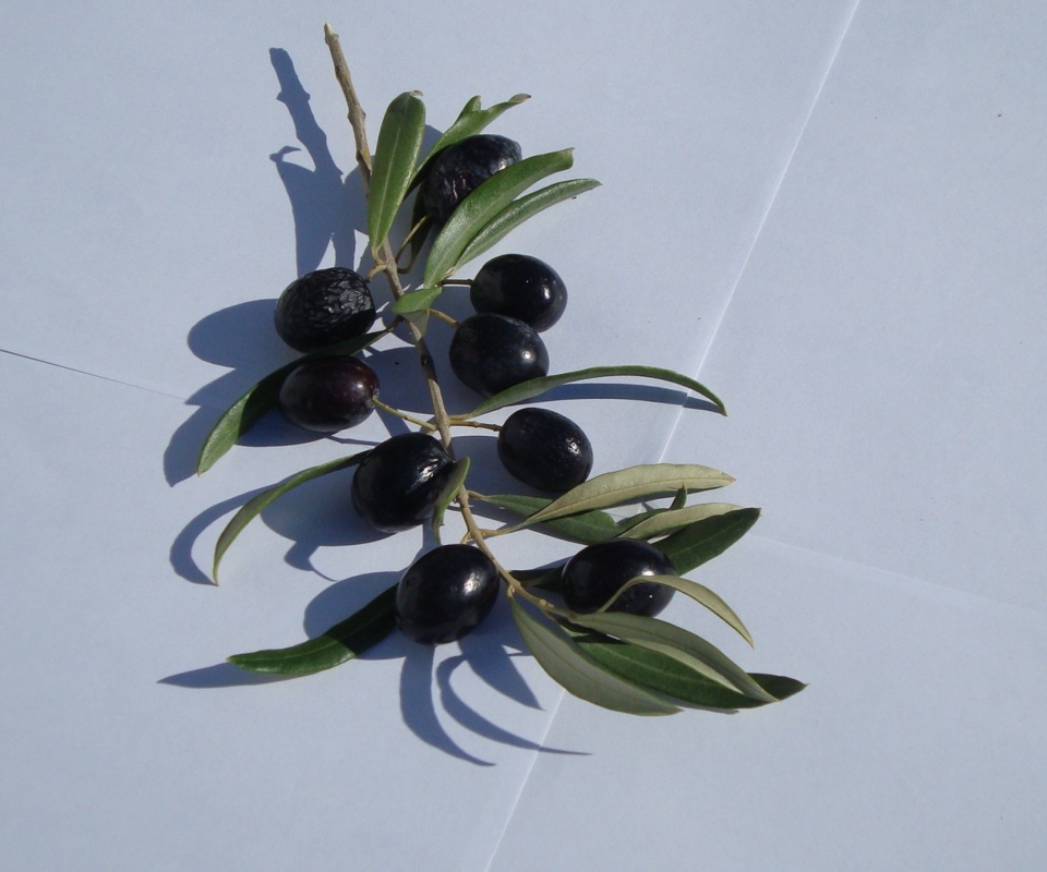 Das Olive Branch With Olives Wallpaper 960x800