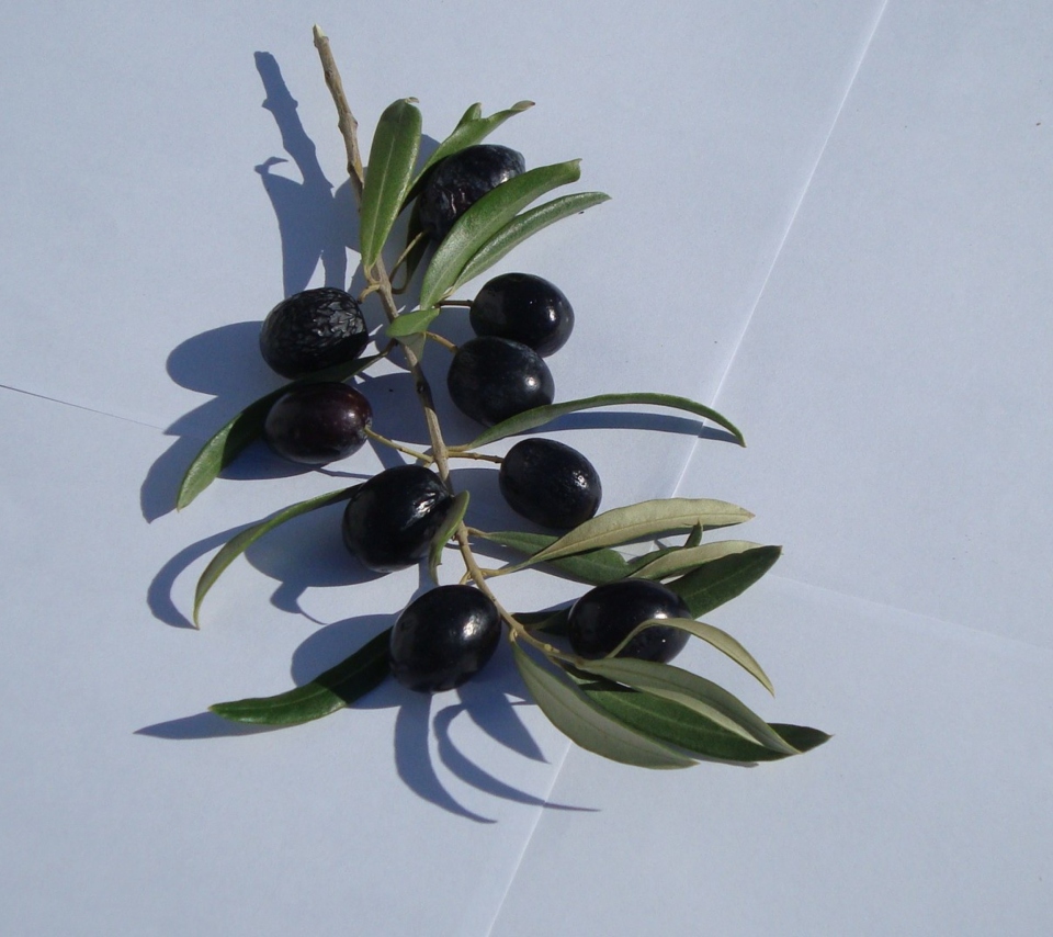 Sfondi Olive Branch With Olives 960x854