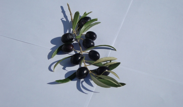 Обои Olive Branch With Olives