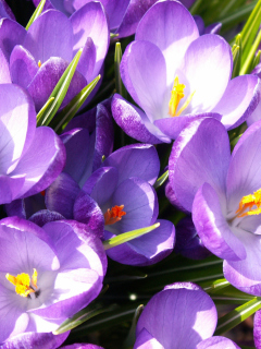 Das Crocuses Wallpaper 240x320