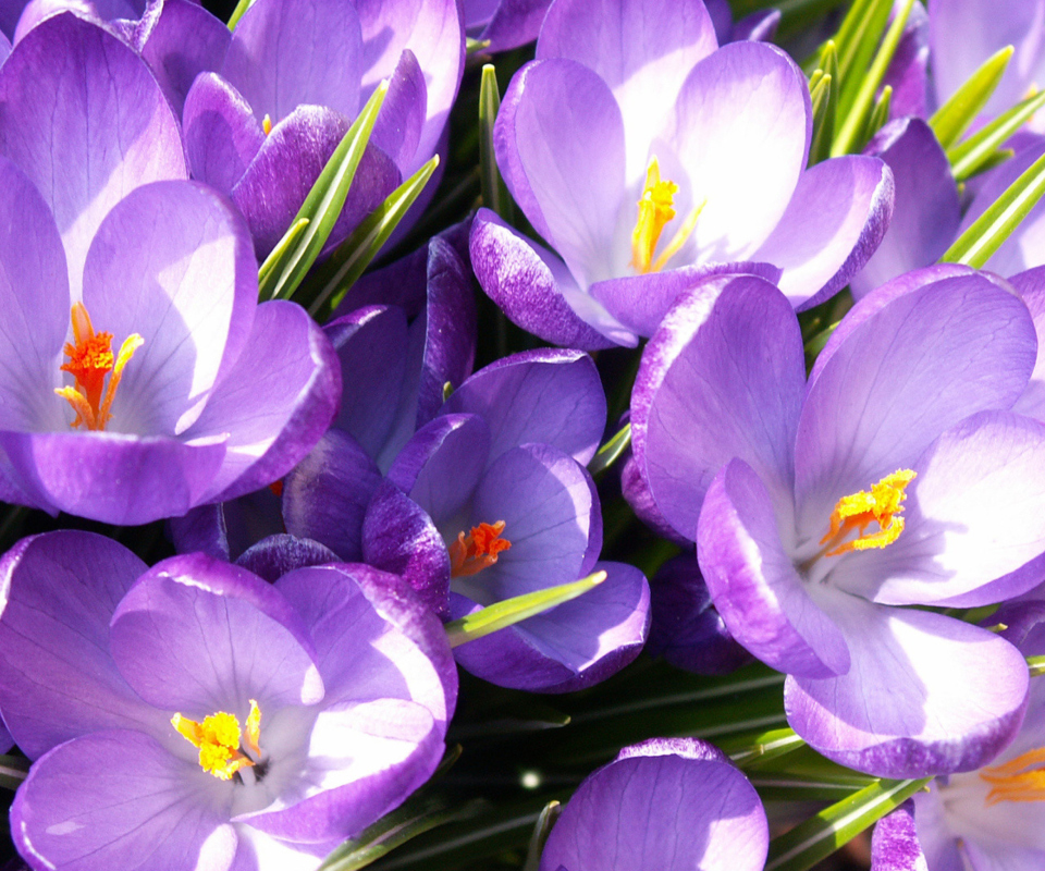 Crocuses screenshot #1 960x800