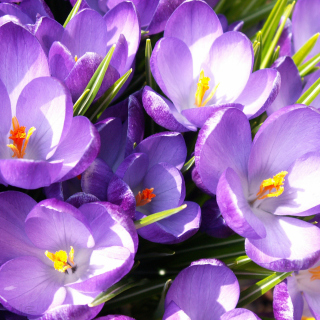 Crocuses Background for 1024x1024