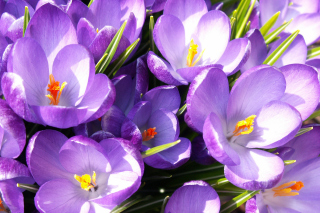 Crocuses Background for Android, iPhone and iPad