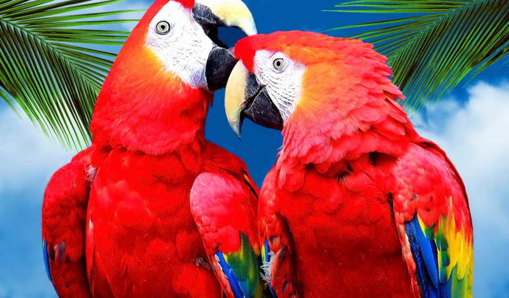 Fondo de pantalla Love Parrots 1024x600