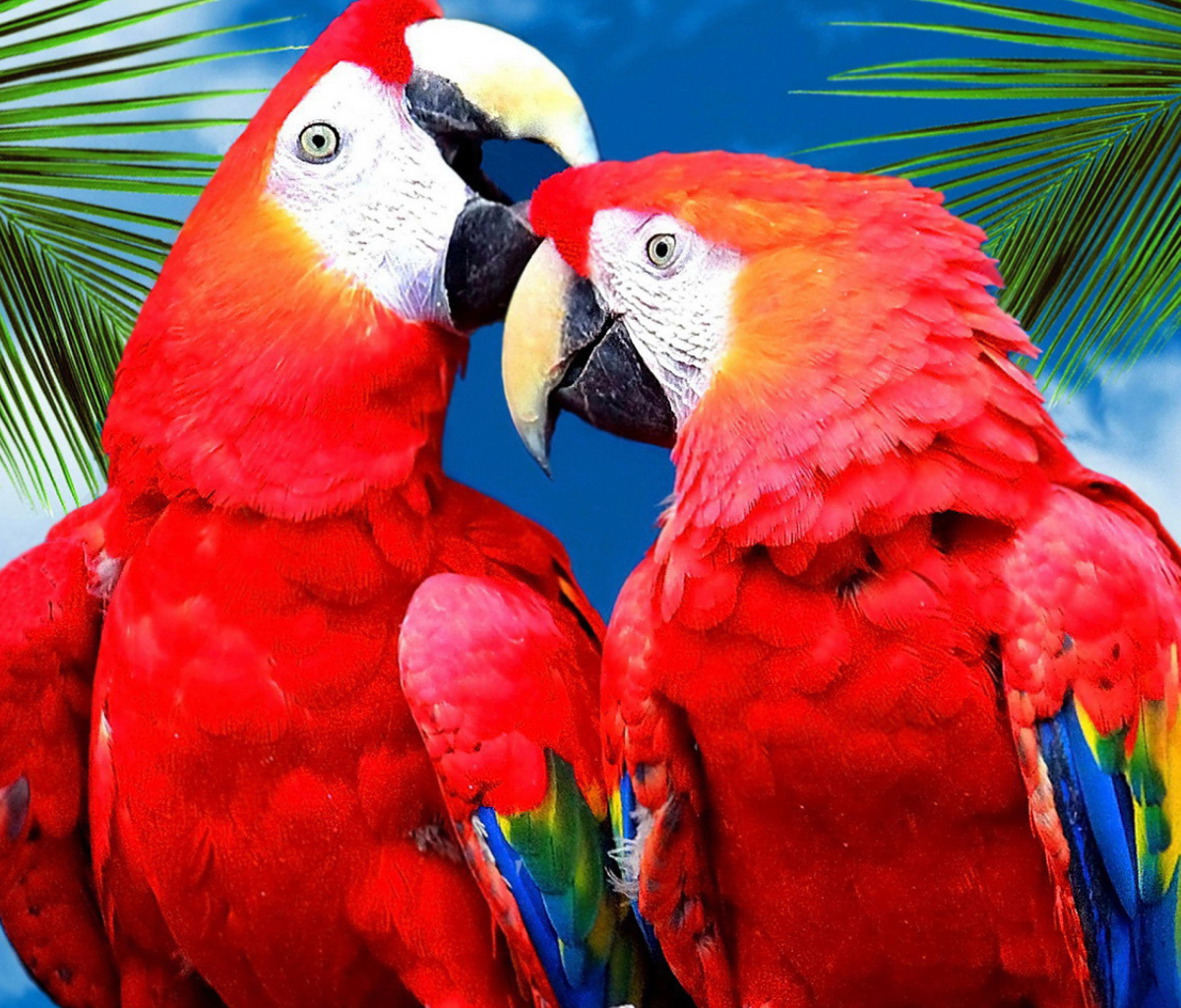 Das Love Parrots Wallpaper 1200x1024