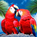 Screenshot №1 pro téma Love Parrots 128x128