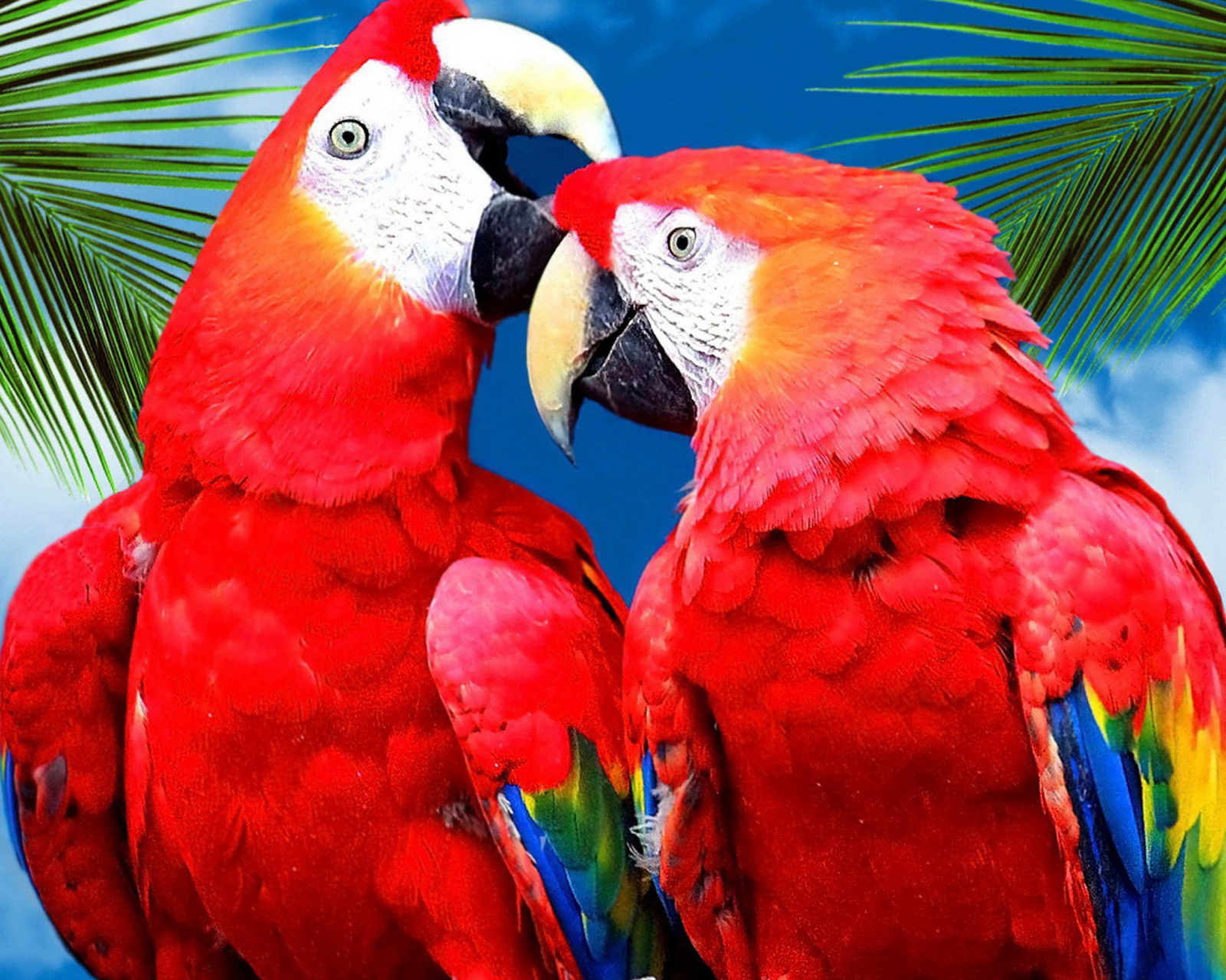 Fondo de pantalla Love Parrots 1600x1280