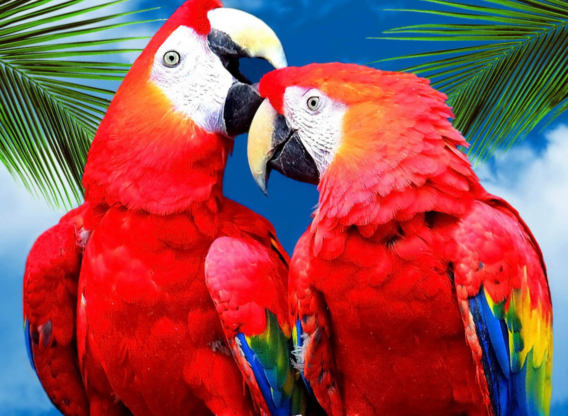 Fondo de pantalla Love Parrots 1920x1408