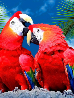 Das Love Parrots Wallpaper 240x320
