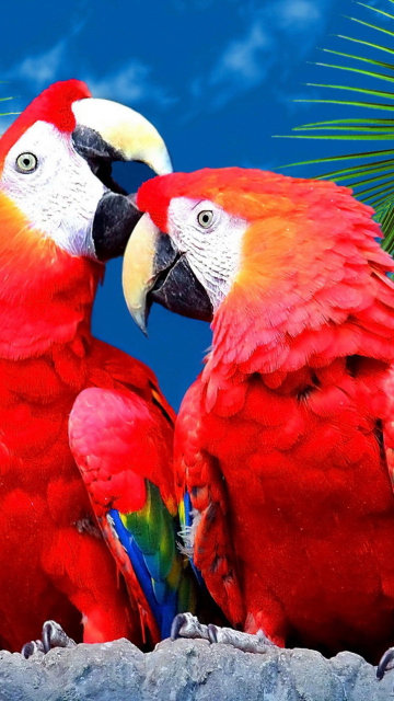 Sfondi Love Parrots 360x640