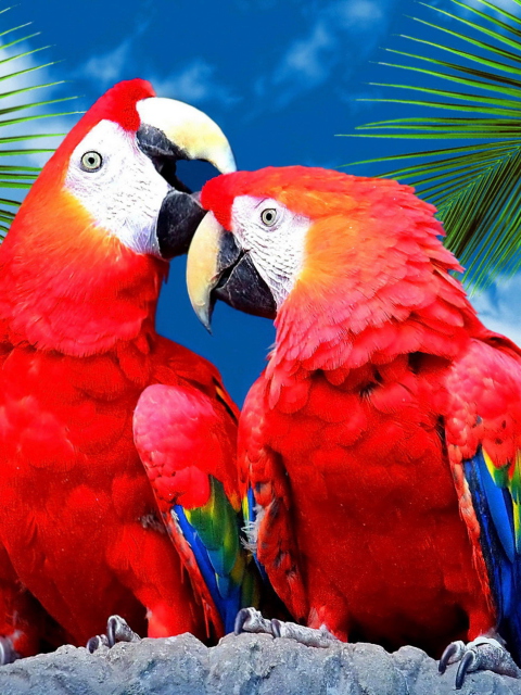Love Parrots wallpaper 480x640