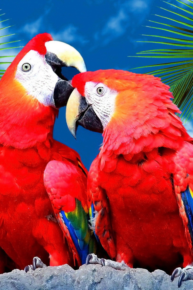 Sfondi Love Parrots 640x960