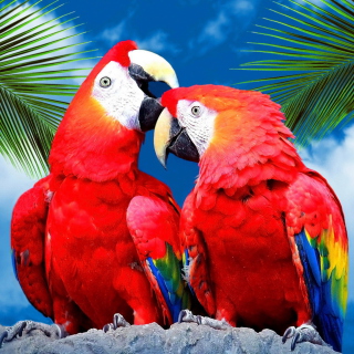 Kostenloses Love Parrots Wallpaper für iPad mini