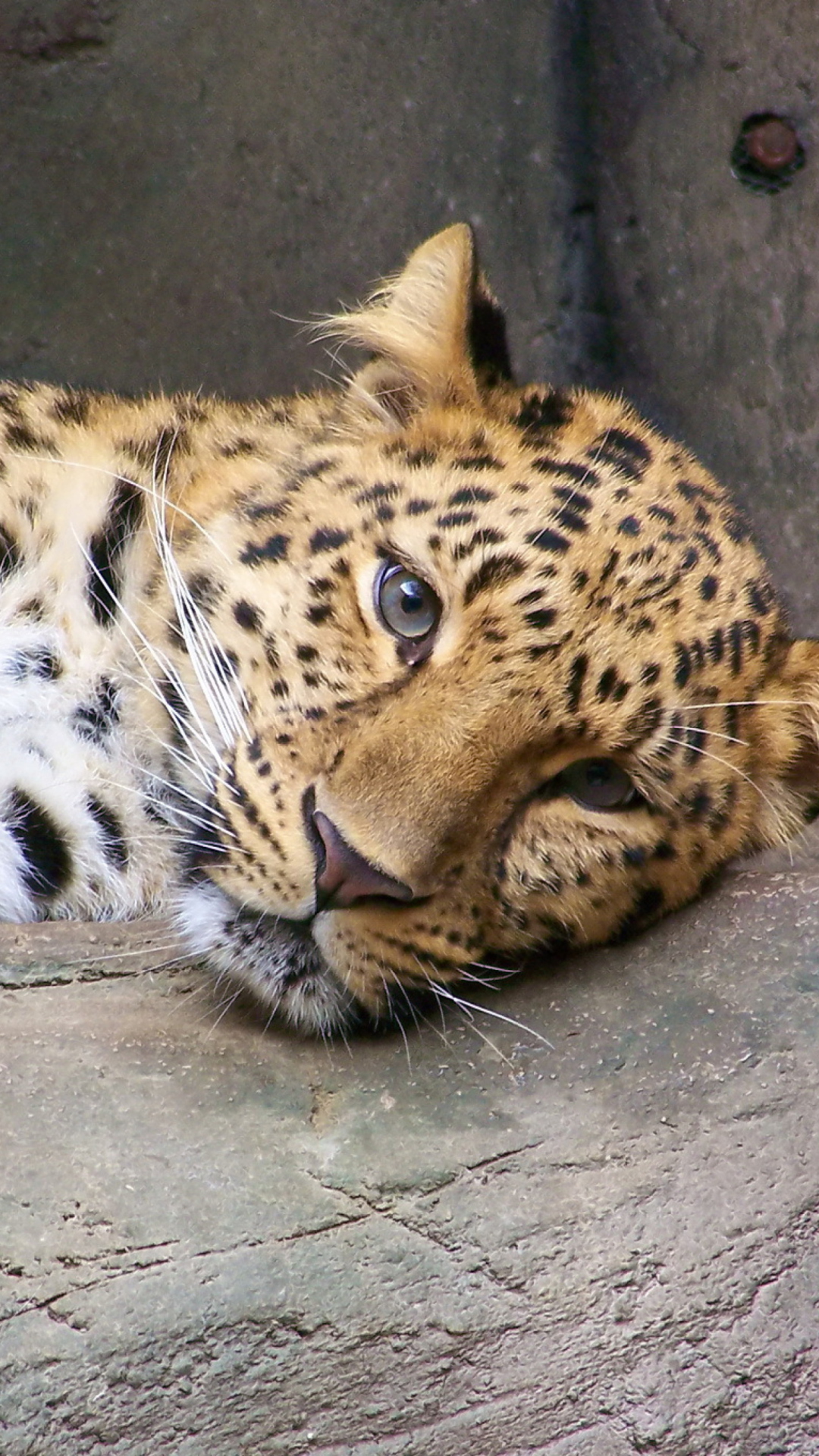 Fondo de pantalla Cute Leopard 1080x1920