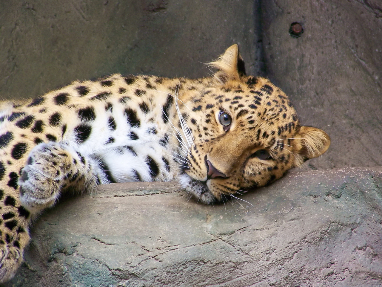 Screenshot №1 pro téma Cute Leopard 1280x960