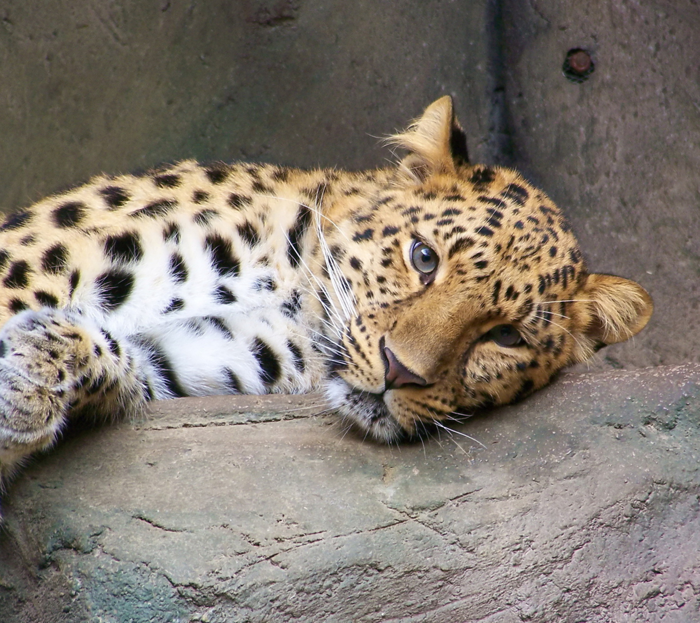 Fondo de pantalla Cute Leopard 1440x1280