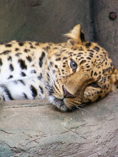 Cute Leopard wallpaper 240x320