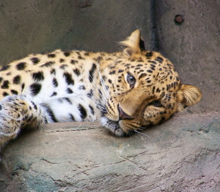 Cute Leopard - Obrázkek zdarma pro iPad mini 2