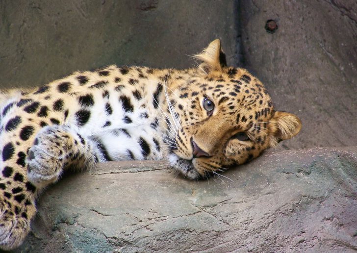 Cute Leopard wallpaper