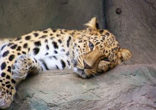 Cute Leopard - Obrázkek zdarma pro Fullscreen 1152x864