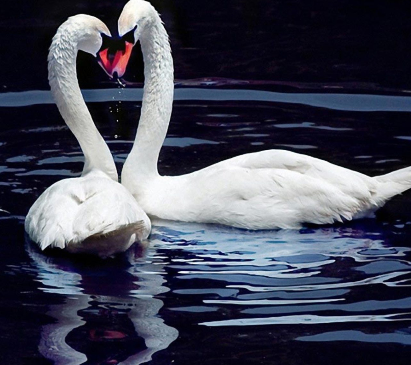 Fondo de pantalla White Swans 1440x1280