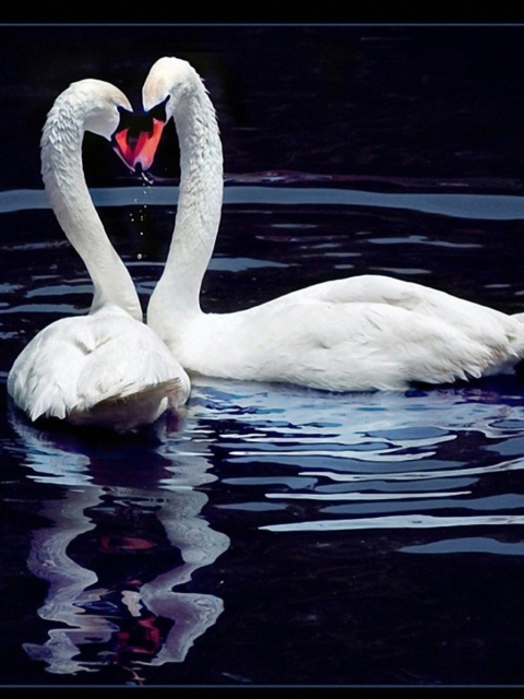 Fondo de pantalla White Swans 480x640
