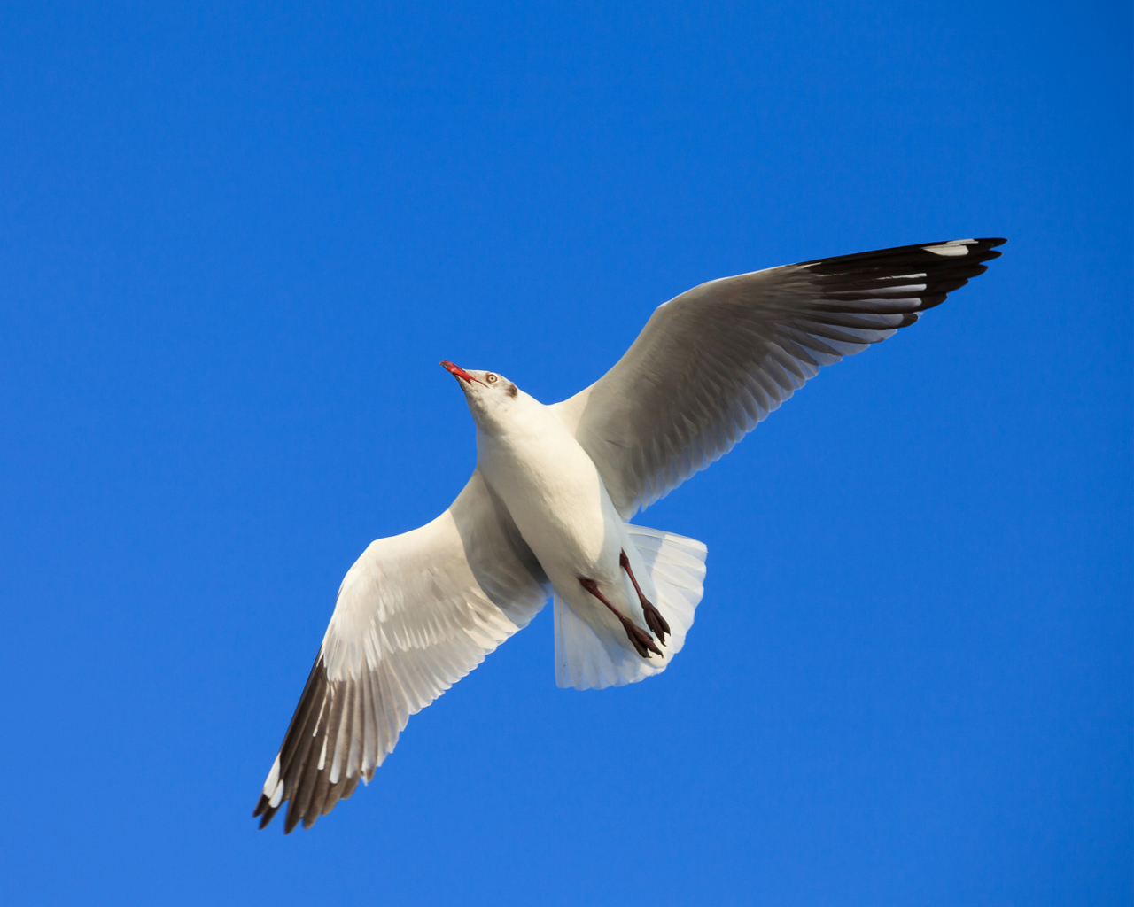 Sfondi Seagull Flight In Blue Sky 1280x1024